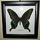 Бабочка Парусник Маака Papilio maackii, Картины, Лотошино,  Фото №1