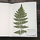 Green Botanical album (A4, 15 white sheets of tracing paper). Photo albums. Albums and notebooks (Anna). My Livemaster. Фото №5