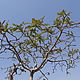 Ладана эфирное масло, Boswellia serrata, 5 мл. Эфирные масла. Уд и Агаровое дерево. Ярмарка Мастеров.  Фото №5