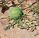 Kalahari melon oil 10ml (Aroma zone de Kalahari Melon). Oil. For inventions. Online shopping on My Livemaster.  Фото №2