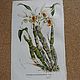 Винтаж: DENDROBIUM HETEROCARPUM от Van Houtte. 1850 год, Книги винтажные, Липецк,  Фото №1