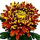 Хризантемы 5 сортов Живые цветы.Упаковка бесплатно. Букеты. DARK FLORIST Флористика Декор ЦВЕТЫ. Ярмарка Мастеров.  Фото №4