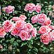 Картина маслом Солнце в розарии 
Импрессионизм
Живопись маслом розы