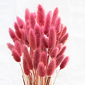 Лагурус светло-розового цвета 50 колосков в букетике