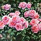 Oil painting Sun in the rose garden impressionism. Pictures. Ирина Димчева. My Livemaster. Фото №4