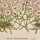 Винтаж: 1856 GILIA DIANTHOIDES Van Houtte Старинная антикварная Гравюра. Картины винтажные. VERY GOOD DAY. Ярмарка Мастеров.  Фото №4