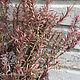 Чайное дерево (сухоцвет с семенами, Испания), Сухоцветы для творчества, Москва,  Фото №1