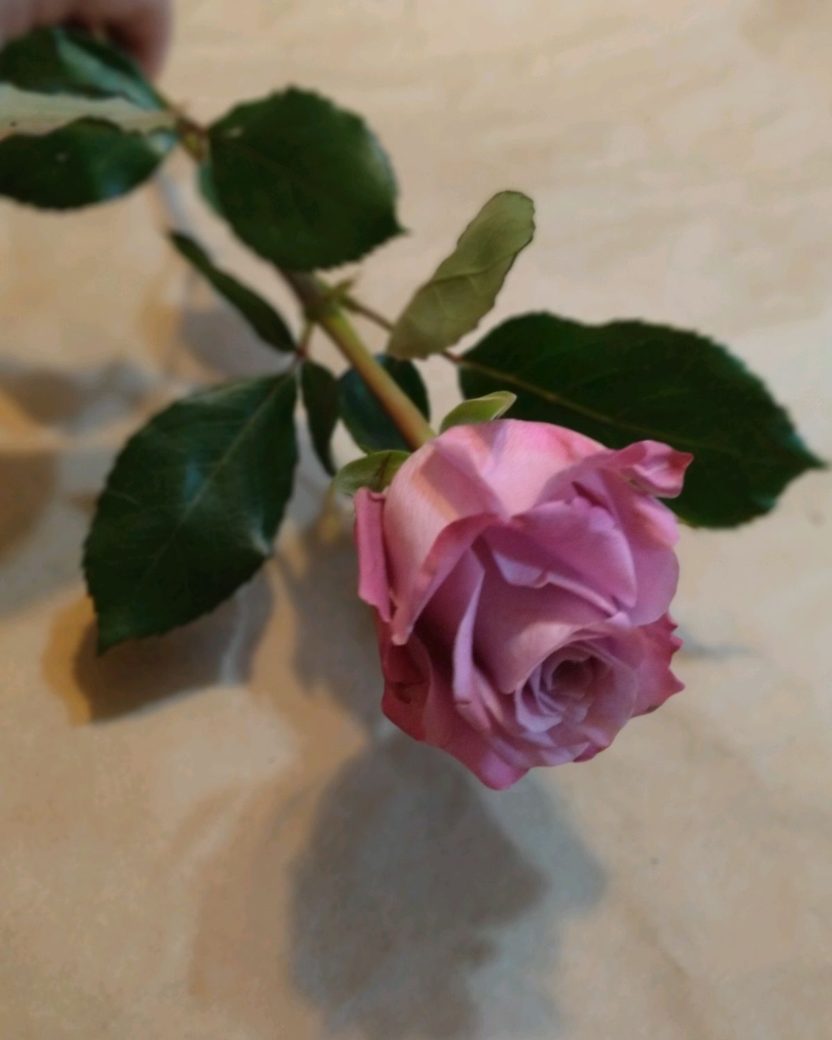 роза эквадор дип перпл