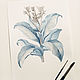 Botanical watercolor. Pictures. Belasla. Online shopping on My Livemaster.  Фото №2