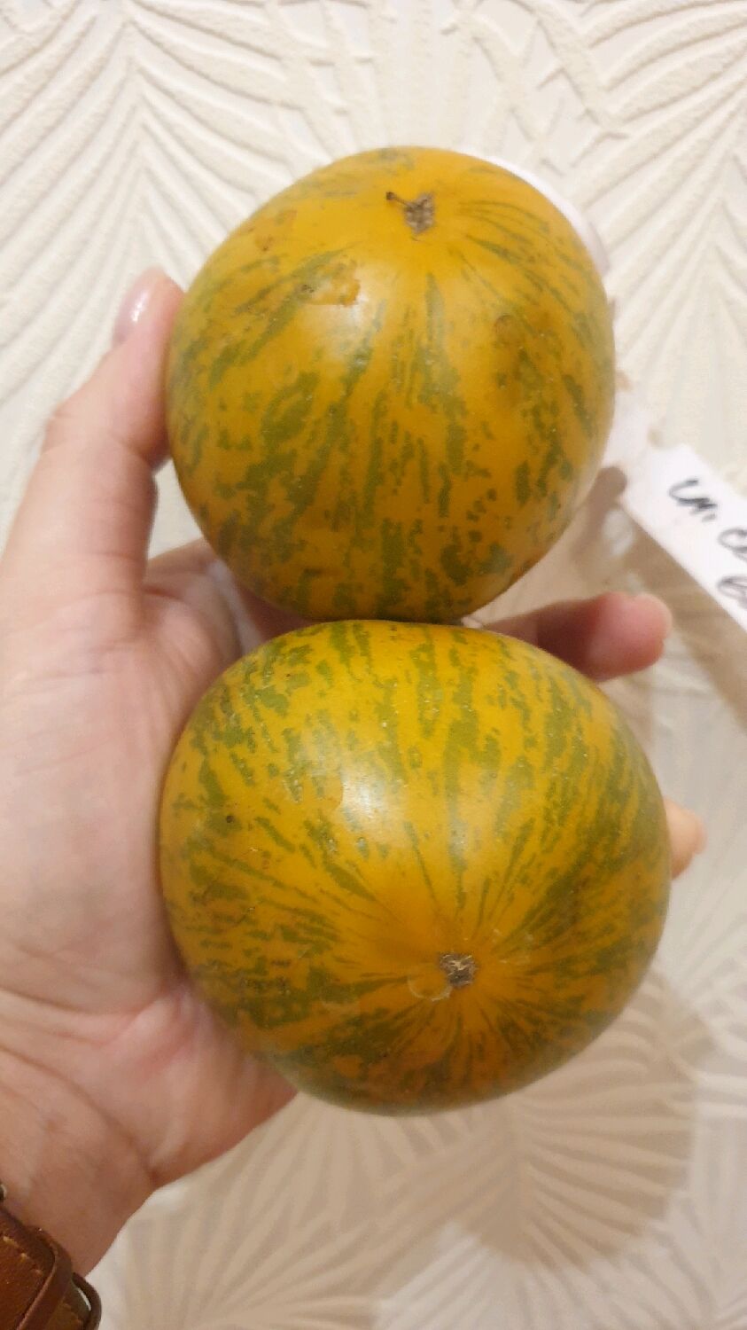 томат гном сияние вавилона. томат сияние вавилона. гном полосатый джереми. гном сияние вавилона. сорт помидоров сияние вавилона.