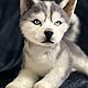 Realistic Husky Puppy. Stuffed Toys. zubarevairina. My Livemaster. Фото №4