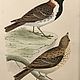 Винтаж: 1870 LAPLAND BUNTING Старинная гравюра в деревянной раме из Европы. Картины винтажные. VERY GOOD DAY. Ярмарка Мастеров.  Фото №6