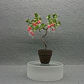 Бругмансия (миниатюрное растение)