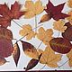Набор осенних листьев, Сухоцветы для творчества, Озерск,  Фото №1