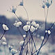 Snowberry fields photo pictures. Photo pictures nature, Fine art photographs, Moscow,  Фото №1