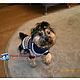 Boy's sweater with print. Pet clothes. Irennovikova. Online shopping on My Livemaster.  Фото №2