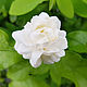 Аттар Жасмин Самбак натуральный, Jasminum sambac, 5 мл, Индия. Эфирные масла. Уд и Агаровое дерево. Ярмарка Мастеров.  Фото №4