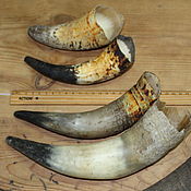 Субкультуры handmade. Livemaster - original item Unpaired cow horns 3 pieces, the price for 1 piece from 500 to 300 rubles.. Handmade.