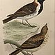 Винтаж: 1870 LAPLAND BUNTING Старинная гравюра в деревянной раме из Европы. Картины винтажные. VERY GOOD DAY. Ярмарка Мастеров.  Фото №5