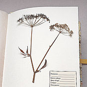 Альбом для гербария Осенний лес (А4, 30 растений)