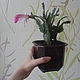  "Декабрист" (Шлюмбергера) средний 2, Комнатные растения, Москва,  Фото №1
