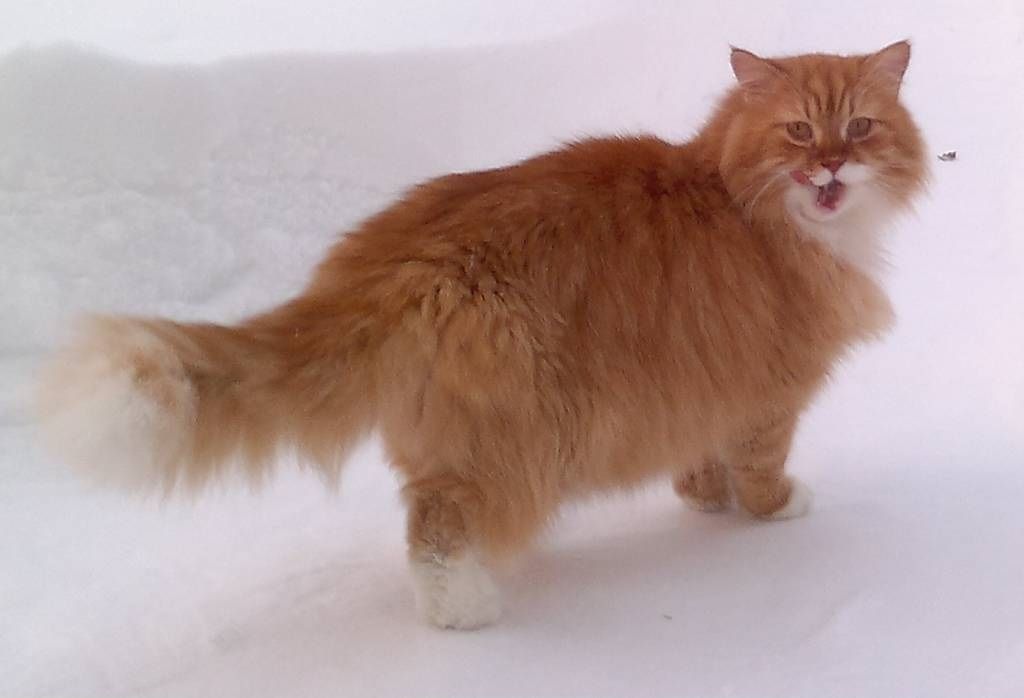 Порода кошек с рыжей шерстью. Сибирский длинношерстный кот. Сибирская кошка рыжая длинношерстная. Рыжий кот сибирской породы. Сибирская кошка персиковая длинношерстная.