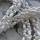 Винтаж: Жемчужное ожерелье. FNMarchC. Колье винтажные. Флоренция (florentsiya). Ярмарка Мастеров.  Фото №4