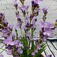 Лаванда из полимерной глины. Композиции. my_polymer_flowers. Ярмарка Мастеров.  Фото №4