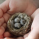 Brooch Nest, Brooches, Tver,  Фото №1