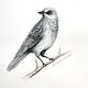 Акварельный детальный рисунок серой птички портрет птицы, Картины, Краснодар,  Фото №1