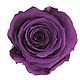 Стабилизированный Бутон розы "Purple" (Standard). Цветы сухие и стабилизированные. Flority. Интернет-магазин Ярмарка Мастеров.  Фото №2