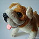 Bulldog Athena. The toy is made of wool. Felted Toy. colorlight (colorlight). My Livemaster. Фото №6
