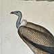 Винтаж: Антикварная гравюра 1837 года. Картины винтажные. BERËZA ANTIQUES. Ярмарка Мастеров.  Фото №6