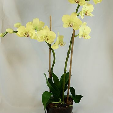 Мастер-класс по лепке из холодного фарфора: Орхидея фаленопсис