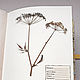 Album for a herbarium Sunny day (A4, 25 plants), Photo albums, Krasnogorsk,  Фото №1