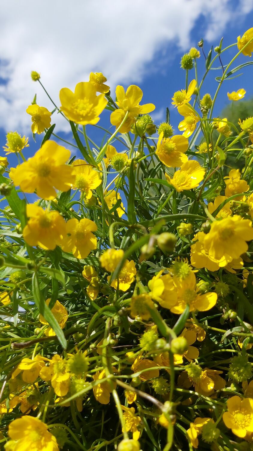 Лютик (Ranunculus L.)