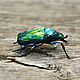 Order Textile brooch beetle Bronze. Heat hands (TeplOlino). Livemaster. . Brooches Фото №3