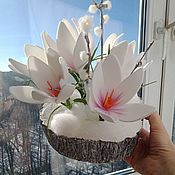 Цветы: Водная белая лилия