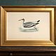 Винтаж: 1855 GREY PHALAROPE Старинная гравюра в деревянной раме из Европы, Картины винтажные, Барнаул,  Фото №1