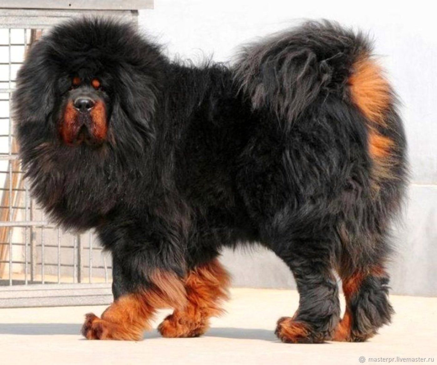 Огромная собака порода. Тибетский мастиф. Тибетский мастиф Хонг Донг. Собаки породы тибетский мастиф. Тибетский мастиф большой.