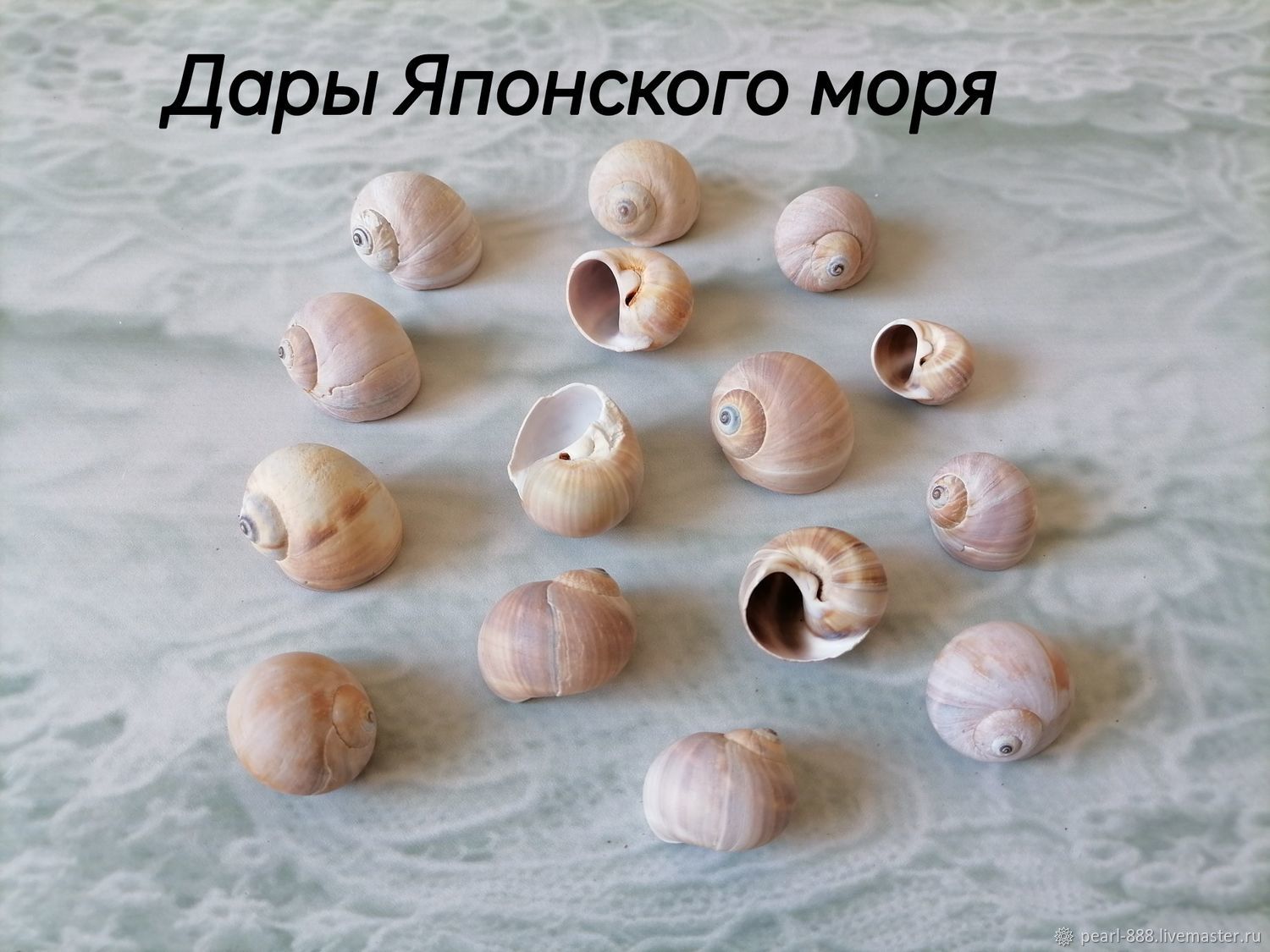 Морские раковины