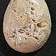Кабашоны из коралла натурального. Заготовки для украшений. JeweLena. Интернет-магазин Ярмарка Мастеров.  Фото №2