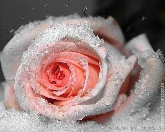 Снежная роза цвет в интерьере