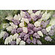 Oil painting 'lilac', Pictures, Belorechensk,  Фото №1