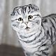 Scottish fold cat in the style of Teddy nature. Stuffed Toys. Emiliya Dolls. Online shopping on My Livemaster.  Фото №2