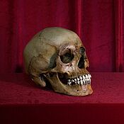 Фен-шуй и эзотерика handmade. Livemaster - original item Human skull (imitation, scale 1:1). Handmade.
