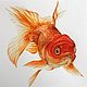 Watercolor goldfish, Pictures, Omsk,  Фото №1