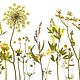 Набор растений плоской сушки № 12, луговые цветы, Сухоцветы для творчества, Грайворон,  Фото №1