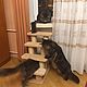 Ladder-scratching post to the window.Suitable for dogs. Available in size. Ladders, steps for animals. Workshop for dogs and cats. My Livemaster. Фото №4