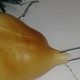 Винтаж: Елочная игрушка Гриб из СССР. Игрушки винтажные. Снегурочкин Ларец. Ярмарка Мастеров.  Фото №5